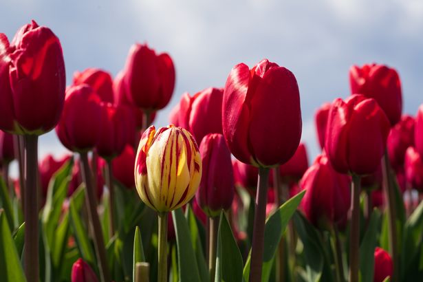 Tulips