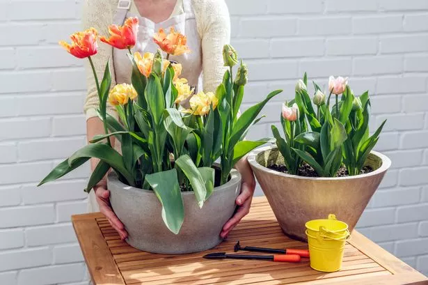 Woman putting a pot of blooming tulips on the wooden garden table for transplanting