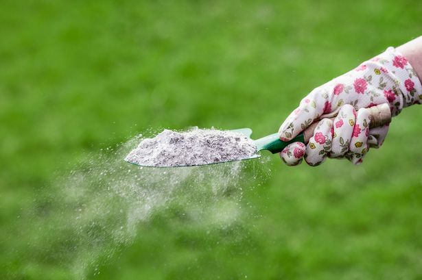Natural Free Fertilizer for Healthy Plants Green Grass. Ash in Shovel on Grass Background.