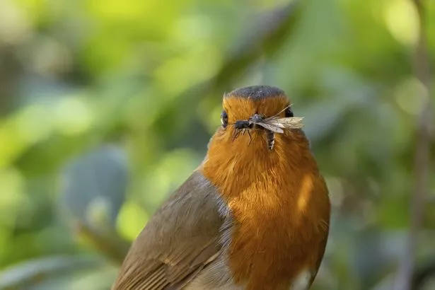 Robin eating bug