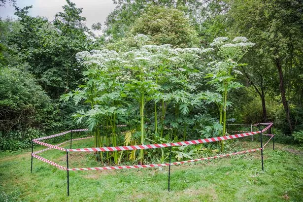 Giant hogweed
