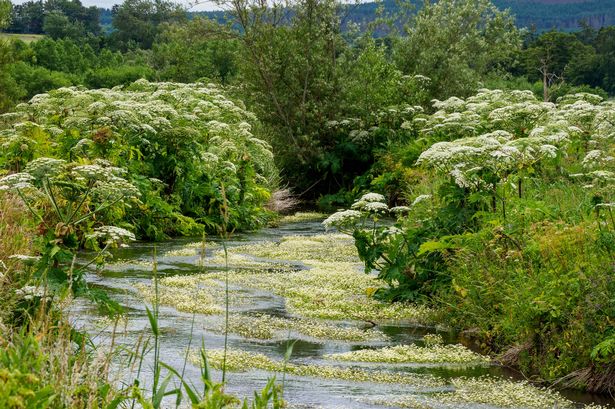 Giant Hogweed plants (Heracleum mantegazzianum), growing by a stream.  The sap from these can cause serious skin burns when exposed to sunlight.