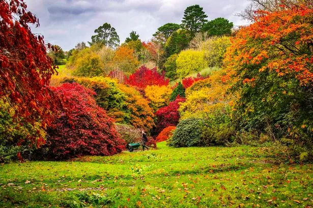 Gardener Megan Custom-Cole walks though the amazing autumn colours at The Garden House, Devon. // Glorious autumn colours are sweeping across the UK. The current rain is expected to clear with sunny cold weather predicted for the weekend 
Photo released 23/10/2025