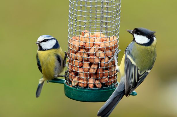 Two birds at a bird feeder