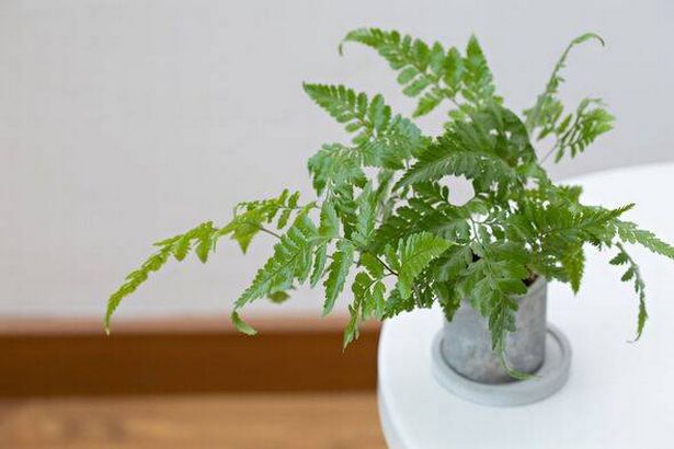Green fern potted plant against white wall