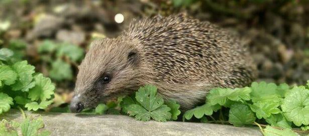 Hedgehog in a lush garden