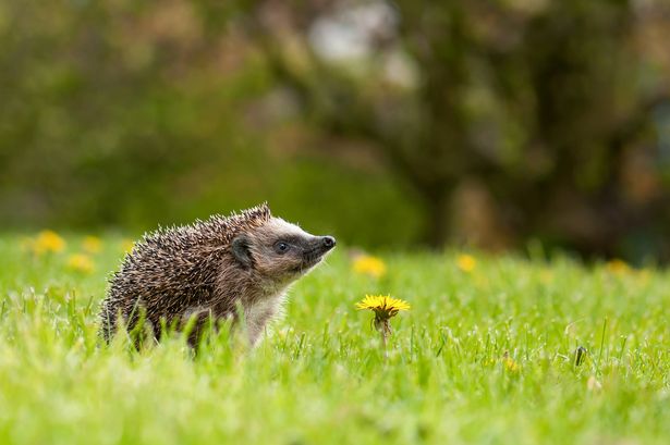 European hedgehog (Erinaceus europaeus) on the meadow with dandelion flower (Taraxacum officinale) in the garden.