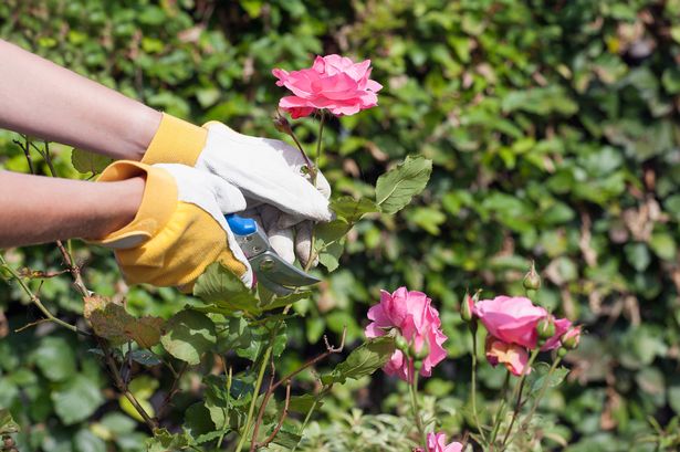 Holland, Goirle, woman using pruning shears for cutting rose