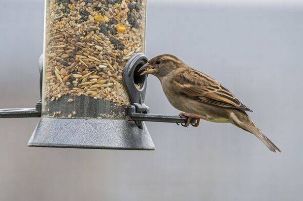 House sparrow (Passer domesticus) female eating seed mixture from garden bird feeder in winter. (Photo by: Philippe Clément