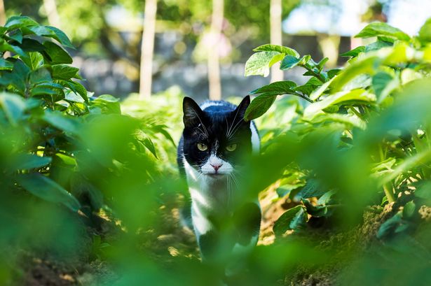 Cat is moving stealthy to catch a mouse.