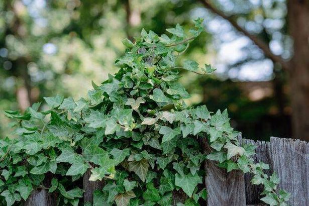 Ivy Grows on Wood Fence