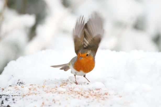 A Robin redbreast 