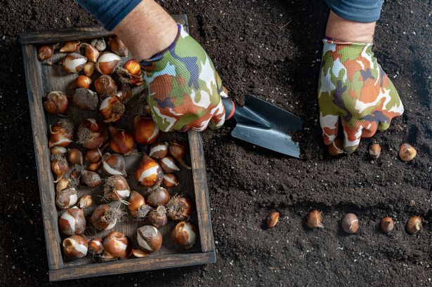 Male gardener plants tulip bulbs in the ground. Hand holding a flower bulbs before planting in the ground. Group of tulip and daffodil bulbs in a wooden box, close up, top view. Gardening concept