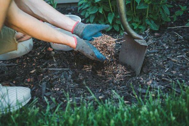 Man putting mulch into a garden