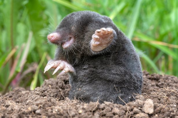 Extremely rare shot of a mole just digging out of its molehill. Macro Shot. Great Detail on its transparent teeth and strong claws.