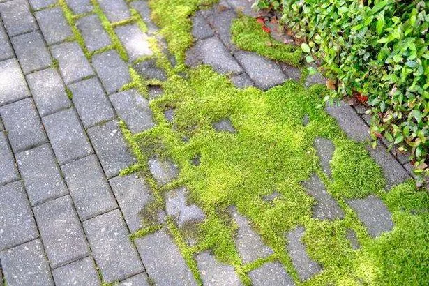 Moss growing on paving