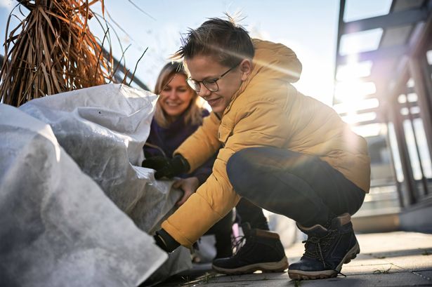 Mother and son preparing balcony plants for winter. They are tying some dried plant parts and covering them with white agro textile.Shot with Canon R5