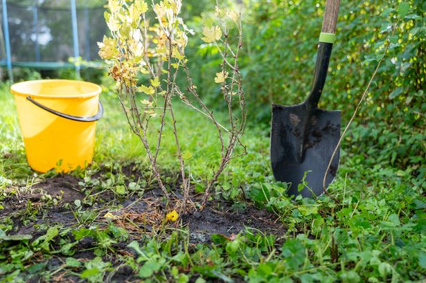 Newly planted gooseberry seedling sits in soil of backyard, with bucket of water and shovel nearby