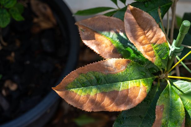 Plant sunburn (also known as leaf sunscald or scorch) occurs when a plant is abruptly exposed to a brightly-lit area.
