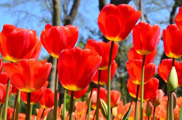 A close-up of red tulips