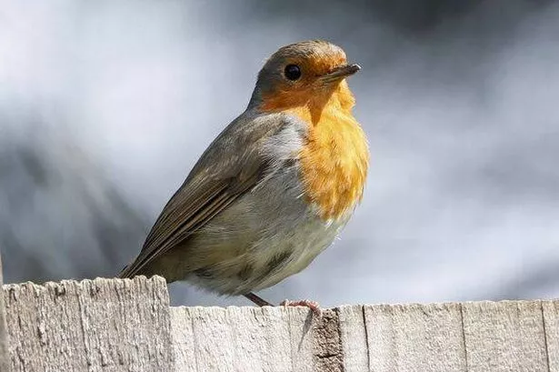 Robin On A Fence