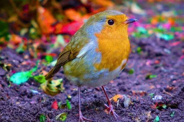 Robins will keep flocking to gardens if gardeners do a 10-second task in November