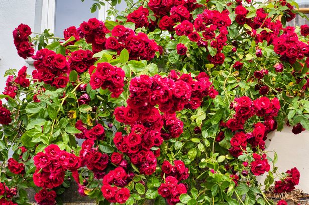 Rosa chinensis, also known as Bengal Rose or Bengal Crimson or Bengal Beauty, is a member of the genus Rosa that is native to southwest China in the provinces of Guizhou, Hubei, and Sichuan. Flensburg in July 2021.