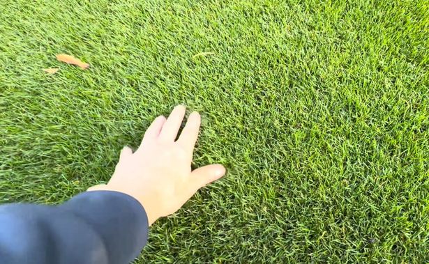 Daniel Hibbert Lawn Expert