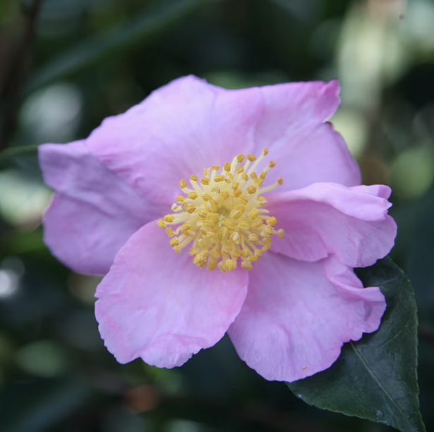 Camellia sasanqua 'Plantation Pink'