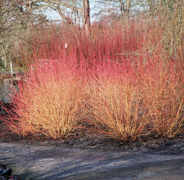 Cornus 'Midwinter Fire'