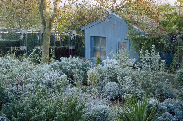 garden shed frost