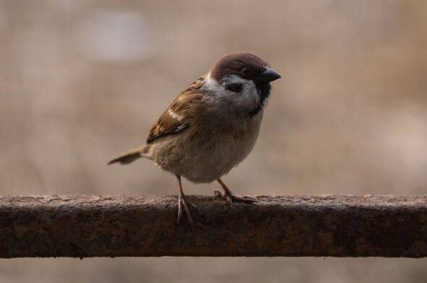 Sparrows In Nepal