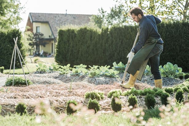 Man working on a synergistic vegetable garden