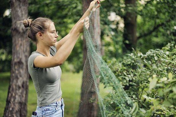 Teenage girl is covering blueberries bush with a protective wire netting