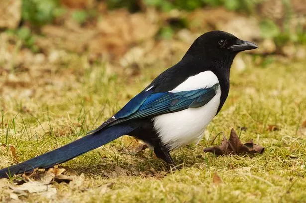 The Eurasian Magpie or Common Magpie (Pica pica) on the ground in spring