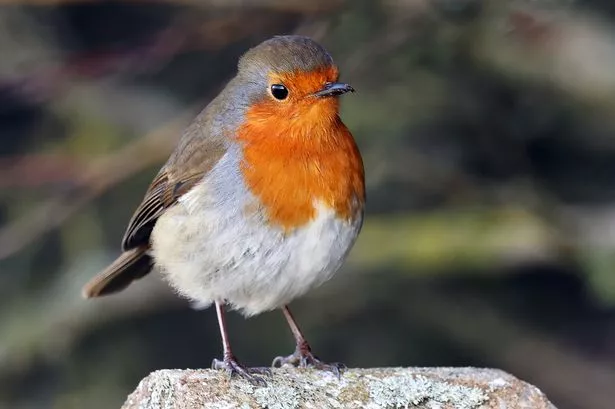 The UK garden favourite, the Robin 