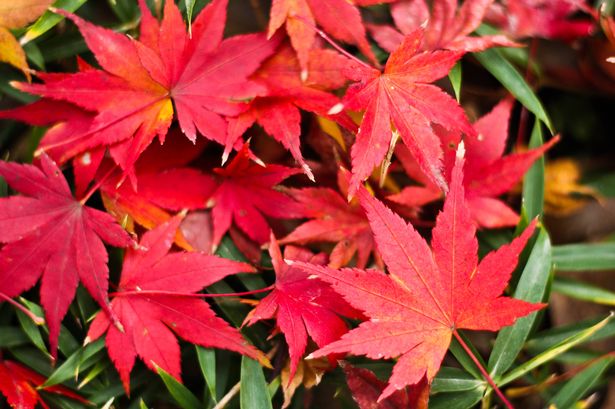 The fallen red maple leaves on the grass