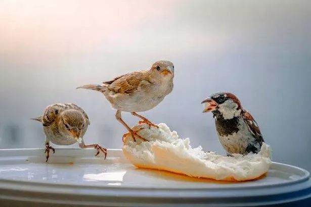 Three sparrows eating bread on a feeder