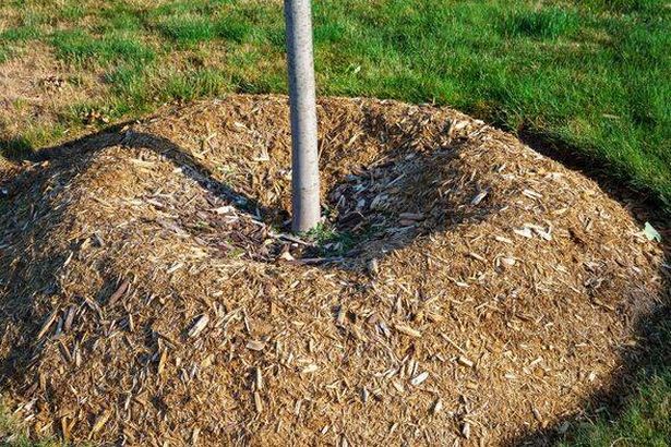 Tree Trunk Mulch Circle
