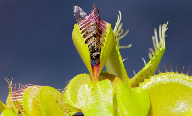 A Venus flytrap eating a fly
