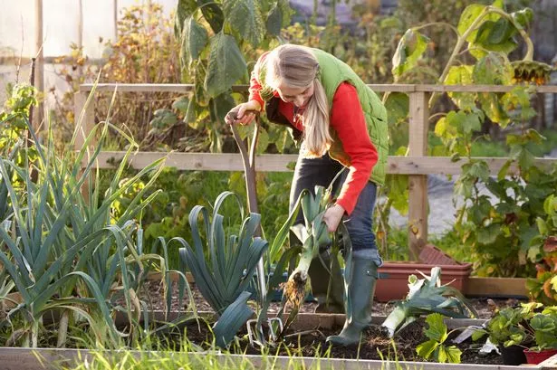 There are gardening jobs to be done in winter just like the rest of the year (stock image)
