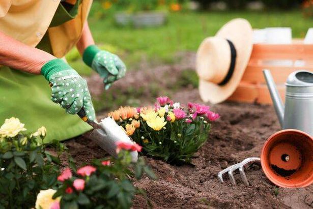 Woman in gloves working with shovel in garden, closeup. Transplanting beautiful flowers