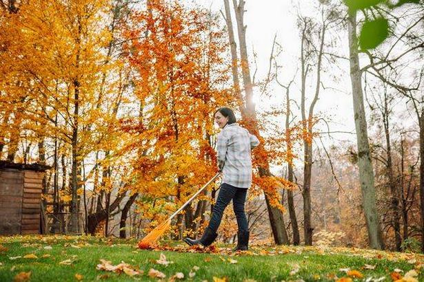 Woman raking leaves