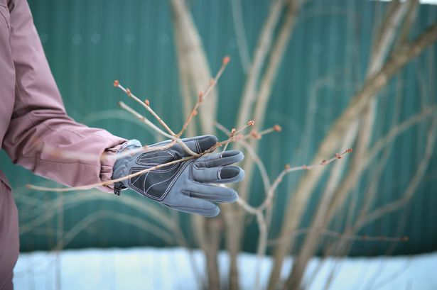 Winter pruning of plants. Lilac buds.