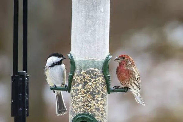 chickadee and house finch on bird feeder