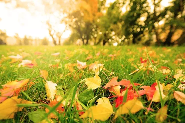 Fall leaves on meadow in autumn.