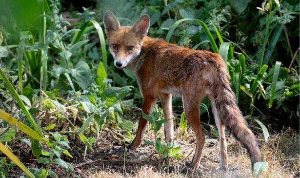 red fox seen in an urban garden