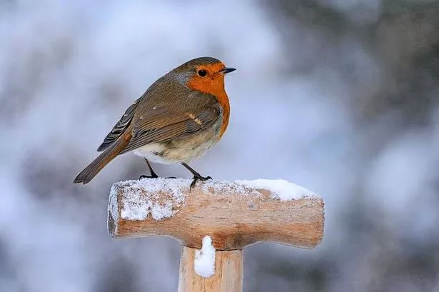 Robin on a snowy post
