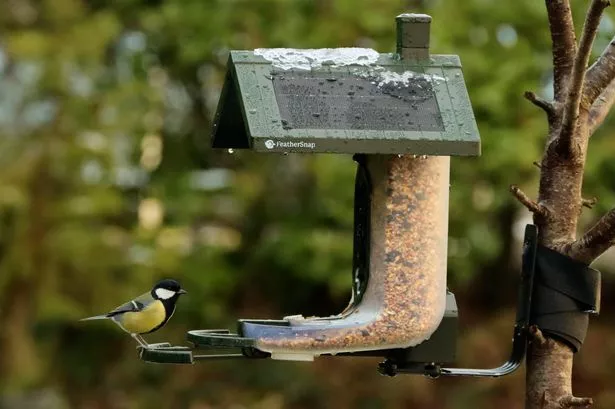 You could make sure birds get the food they need