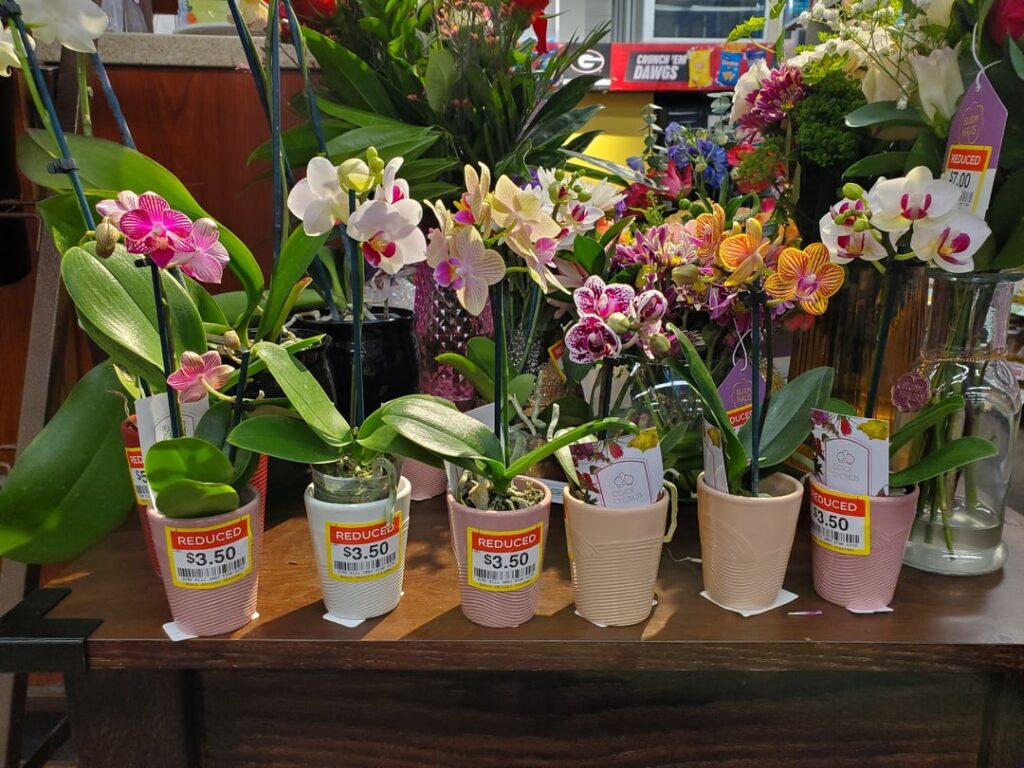 Healthy Mini phals clearance at the Kroger in Kedron Village, Peachtree City, GA. 3 jumped into my cart (aka cart jumpers). There are still more left. Run, don't walk.